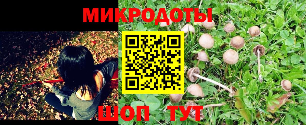 купить   Вход с VPN  Кудрово  Псилоцибиновые грибы GOLDEN TEACHER 